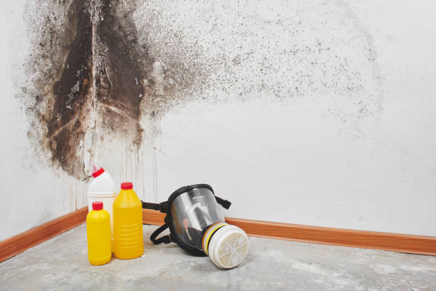 Best Commercial Mold Removal  in White City, FL