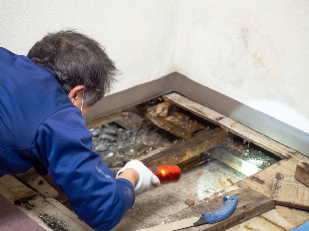 Home Mold Removal in White City, FL