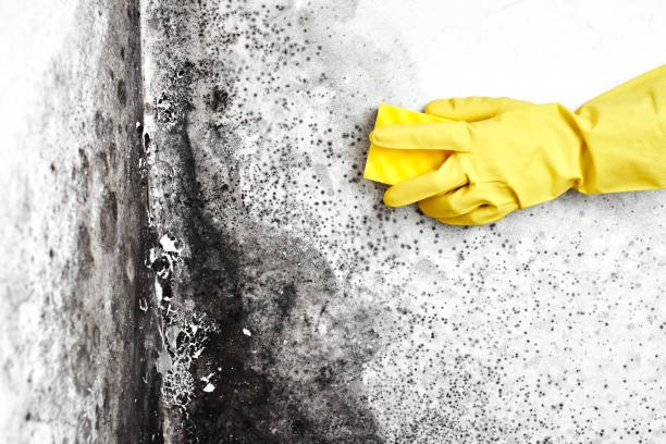 Best Mold Damage Repair  in White City, FL