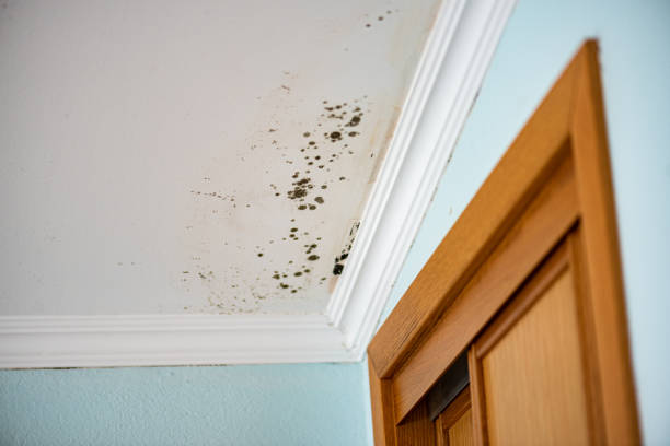 Mold Removal and Inspection in White City, FL