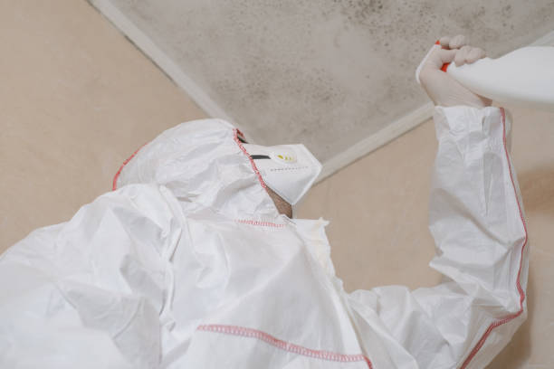 Best Mold Damage Repair  in White City, FL