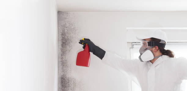 Best Mold Testing  in White City, FL