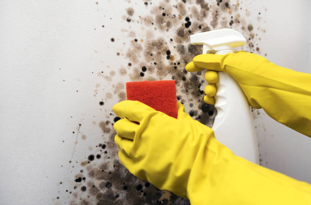 Best Professional Mold Removal  in White City, FL